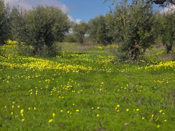 Terreno para Venda em Pedrogão Foto 2