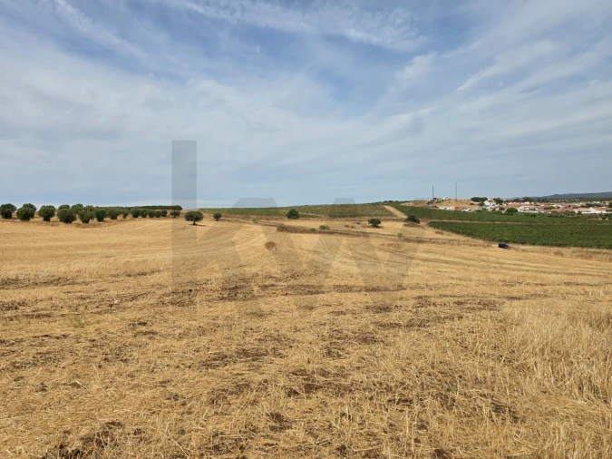 Terreno para Venda em Pedrogão Foto 9