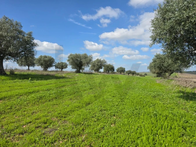 Terreno para Venda em Pedrogão Foto 9