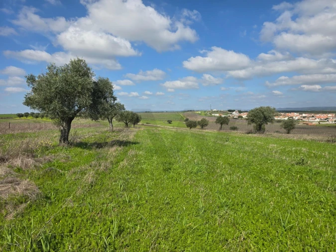 Terreno para Venda em Pedrogão Foto 12