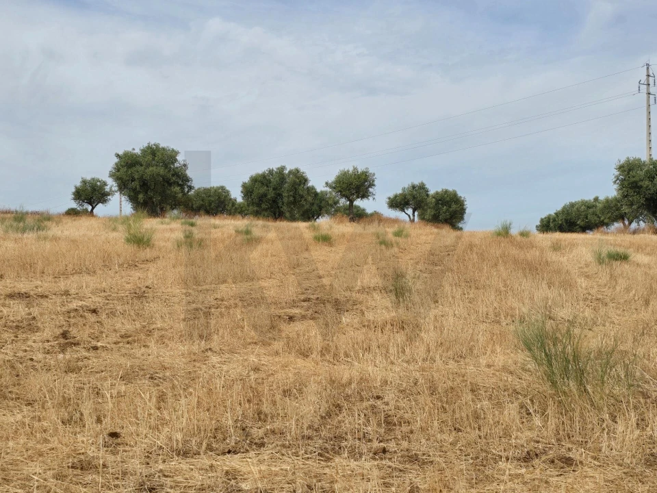 Terreno para Venda em Pedrogão Foto 2