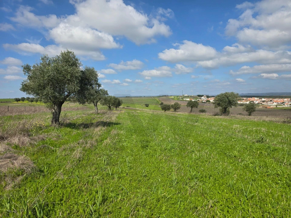 Terreno para Venda em Pedrogão Foto 12