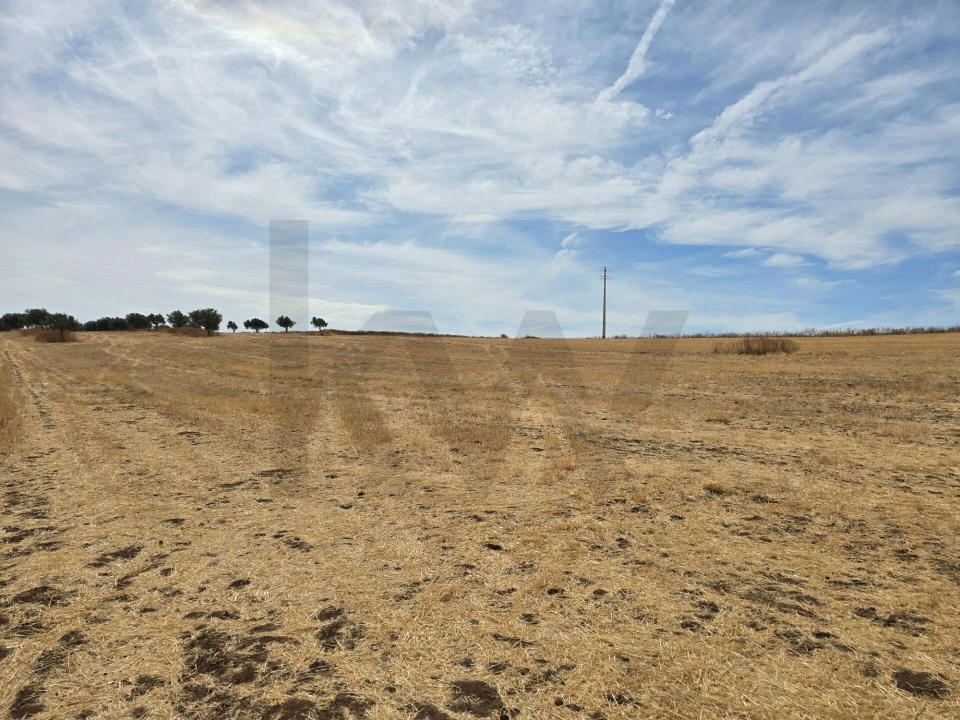 Terreno para Venda em Pedrogão Foto 11