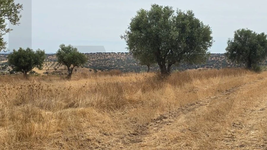 Terreno para Venda em Pedrogão