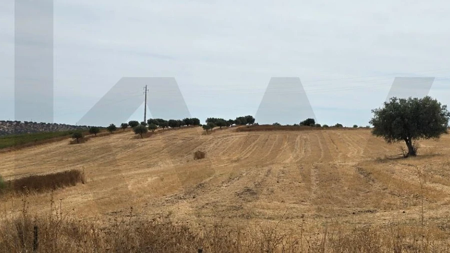 Terreno para Venda em Pedrogão
