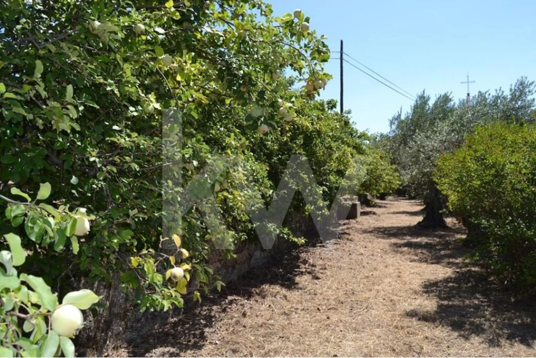 Moradia T3 para Venda em Vale de Prazeres e Mata da Rainha Foto 66