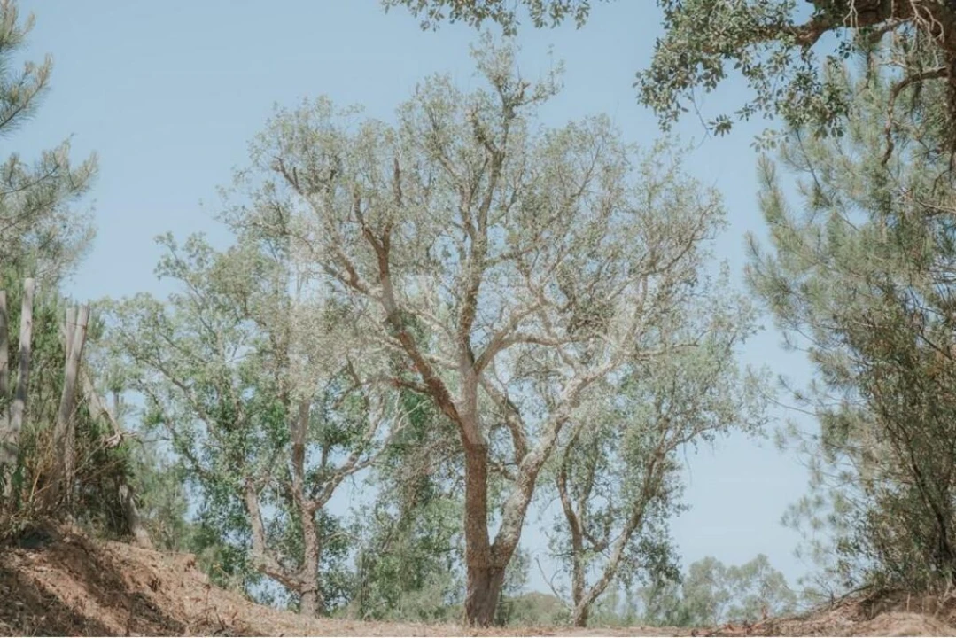 Quinta T5 para Venda em Melides Foto 53