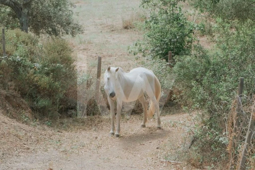 Quinta T5 para Venda em Melides Foto 43