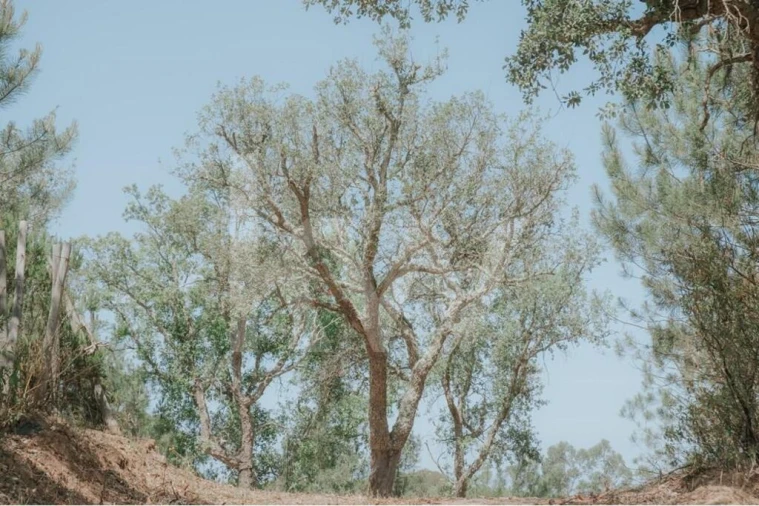 Quinta T5 para Venda em Melides Foto 53