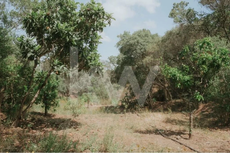 Quinta T5 para Venda em Melides Foto 37