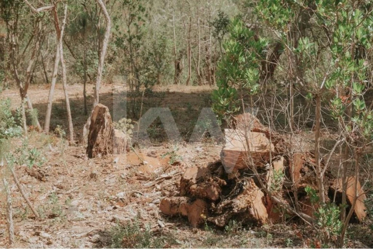 Quinta T5 para Venda em Melides Foto 34