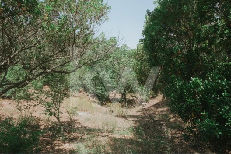 Quinta T5 para Venda em Melides Foto 5