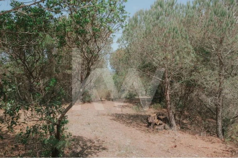 Quinta T5 para Venda em Melides Foto 49