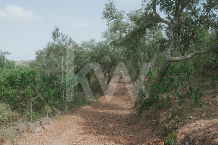 Quinta T5 para Venda em Melides Foto 52