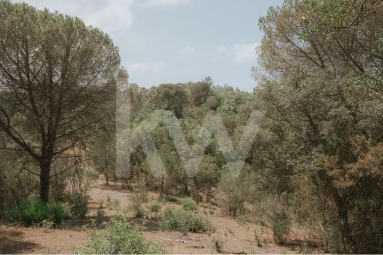 Quinta T5 para Venda em Melides Foto 18