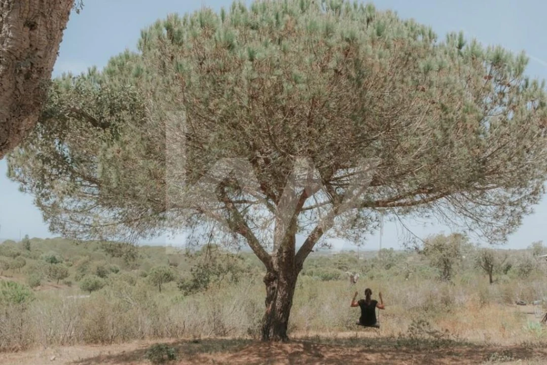 Quinta T5 para Venda em Melides Foto 33