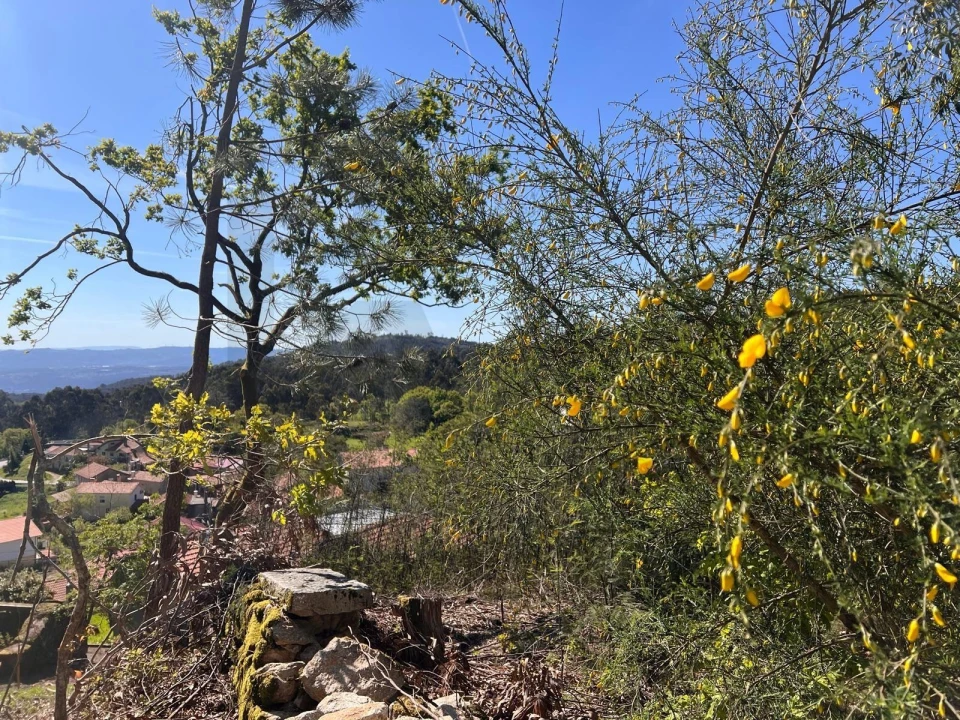 Terreno para Venda em Junqueira Foto 14
