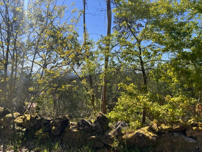 Terreno para Venda em Junqueira Foto 12