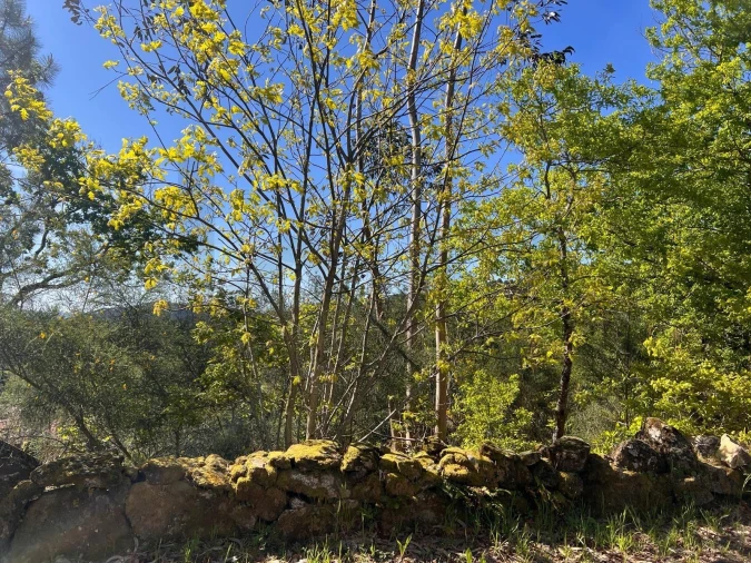 Terreno para Venda em Junqueira Foto 13