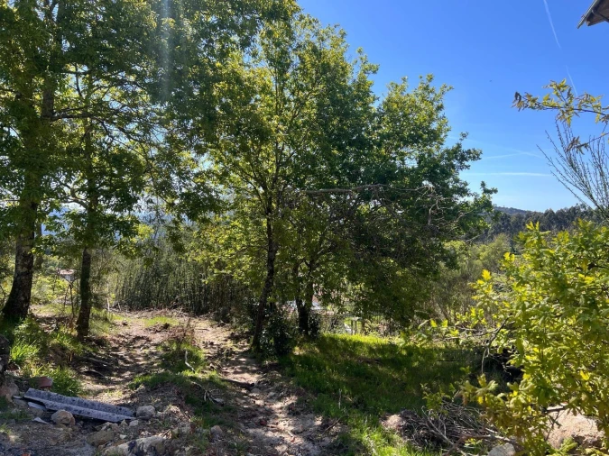 Terreno para Venda em Junqueira Foto 11