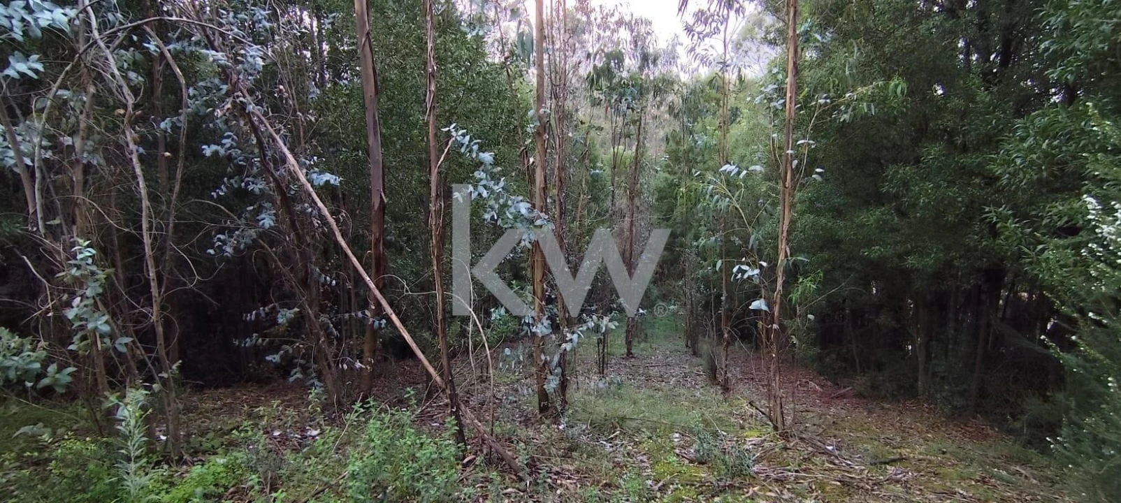 Terreno para Venda em Trouxemil e Torre de Vilela Foto 7