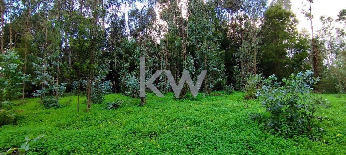 Terreno para Venda em Trouxemil e Torre de Vilela Foto 4
