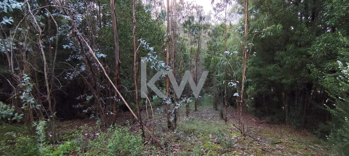 Terreno para Venda em Trouxemil e Torre de Vilela Foto 7