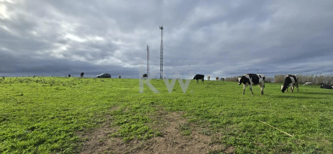 Terreno para Venda em Ribeirinha Foto 10