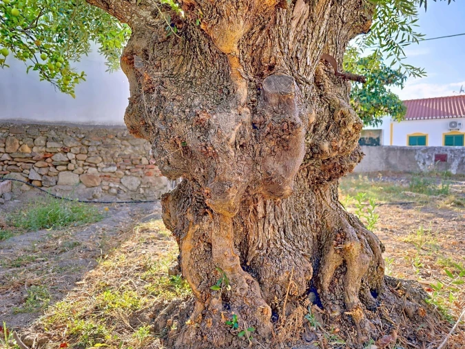 Moradia T2 para Venda em Pedrogão Foto 22
