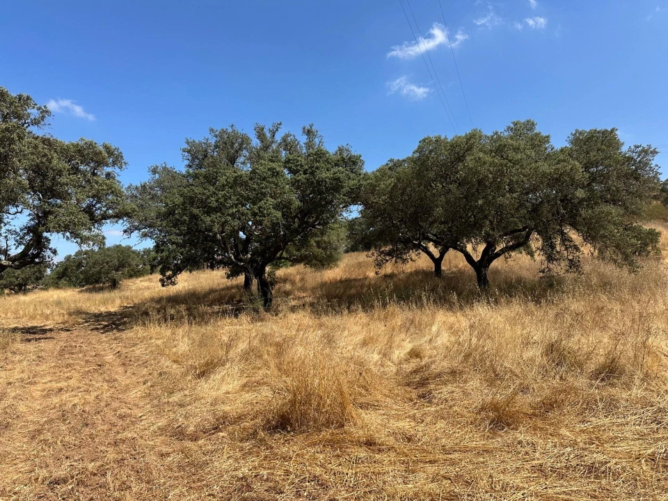 Quinta para Venda em Abela Foto 23