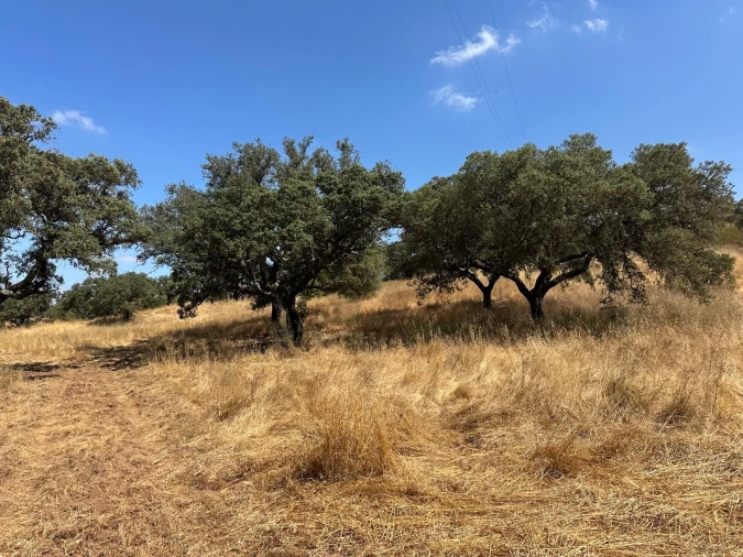 Quinta para Venda em Abela Foto 23