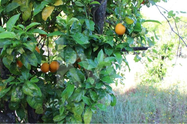 Quinta T5 para Venda em Mina de Água Foto 23