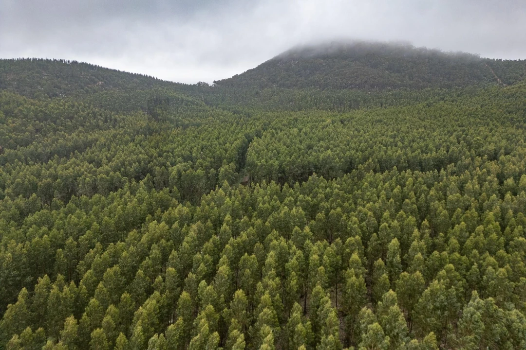 Terreno para Venda em São Luis Foto 7
