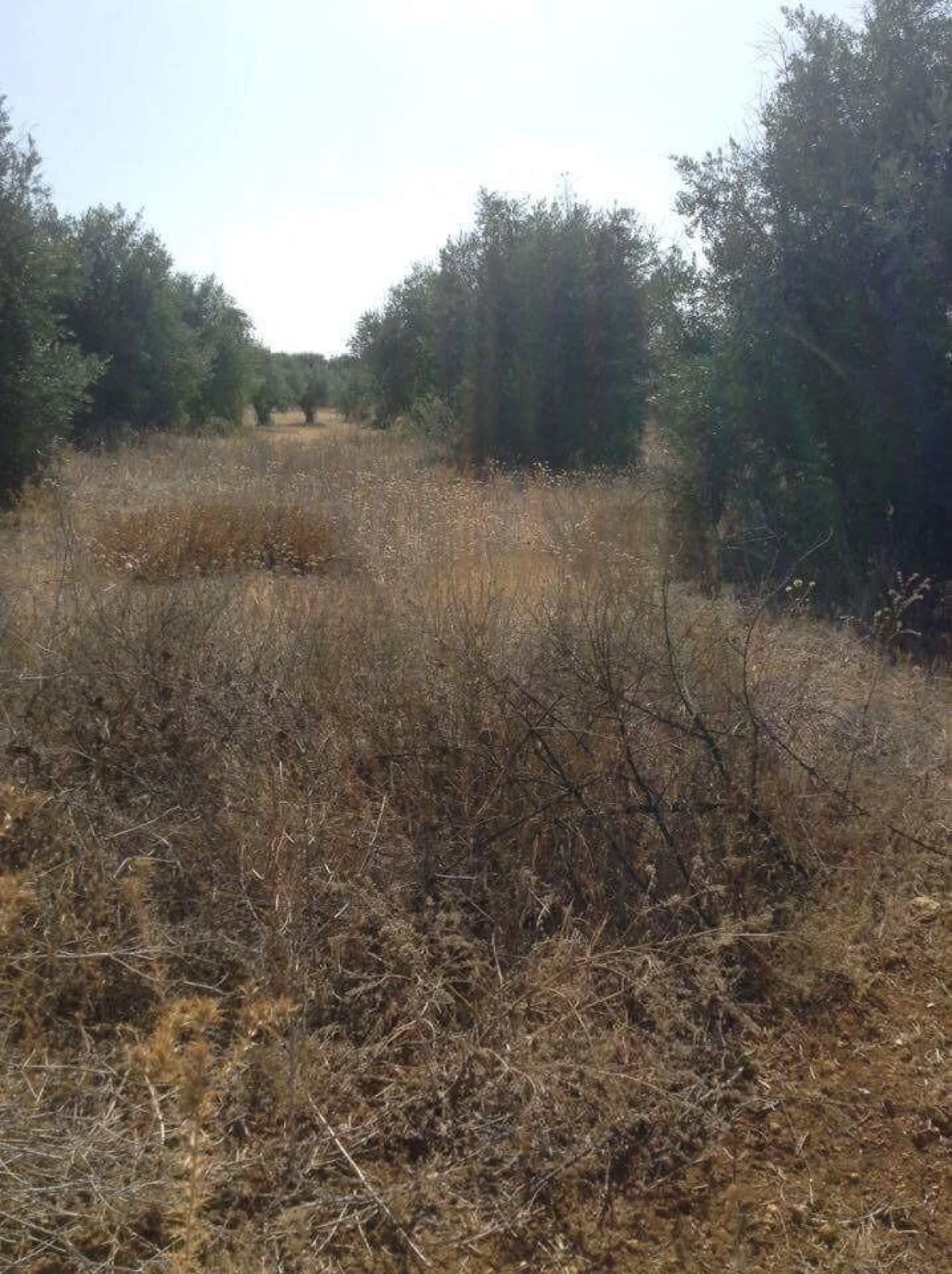 Terreno para Venda em Alagoa Foto 14