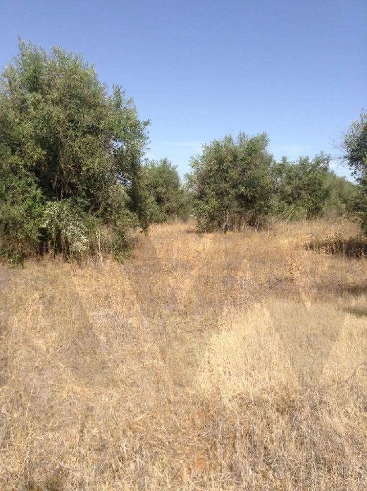 Terreno para Venda em Alagoa Foto 10