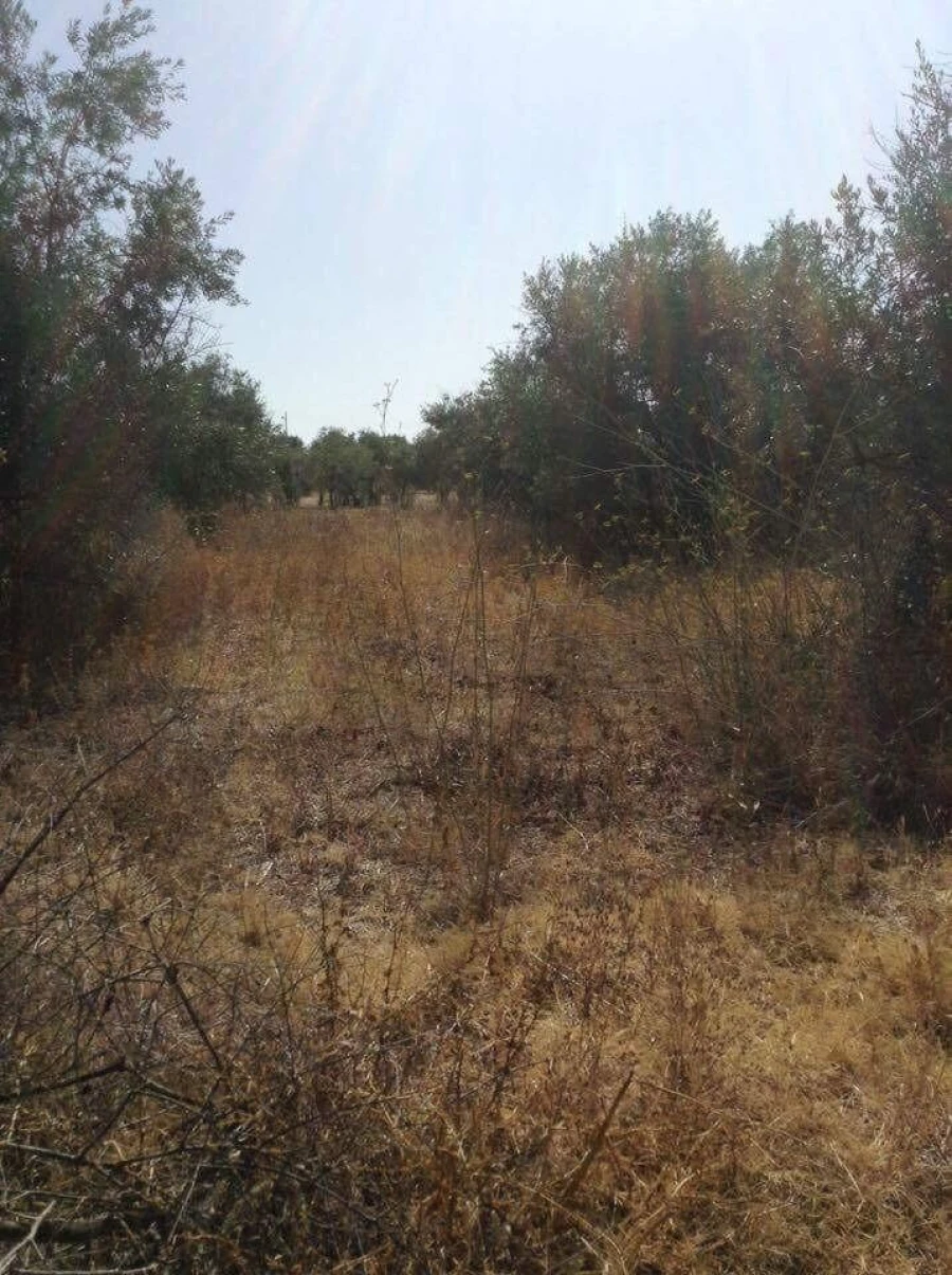 Terreno para Venda em Alagoa Foto 13