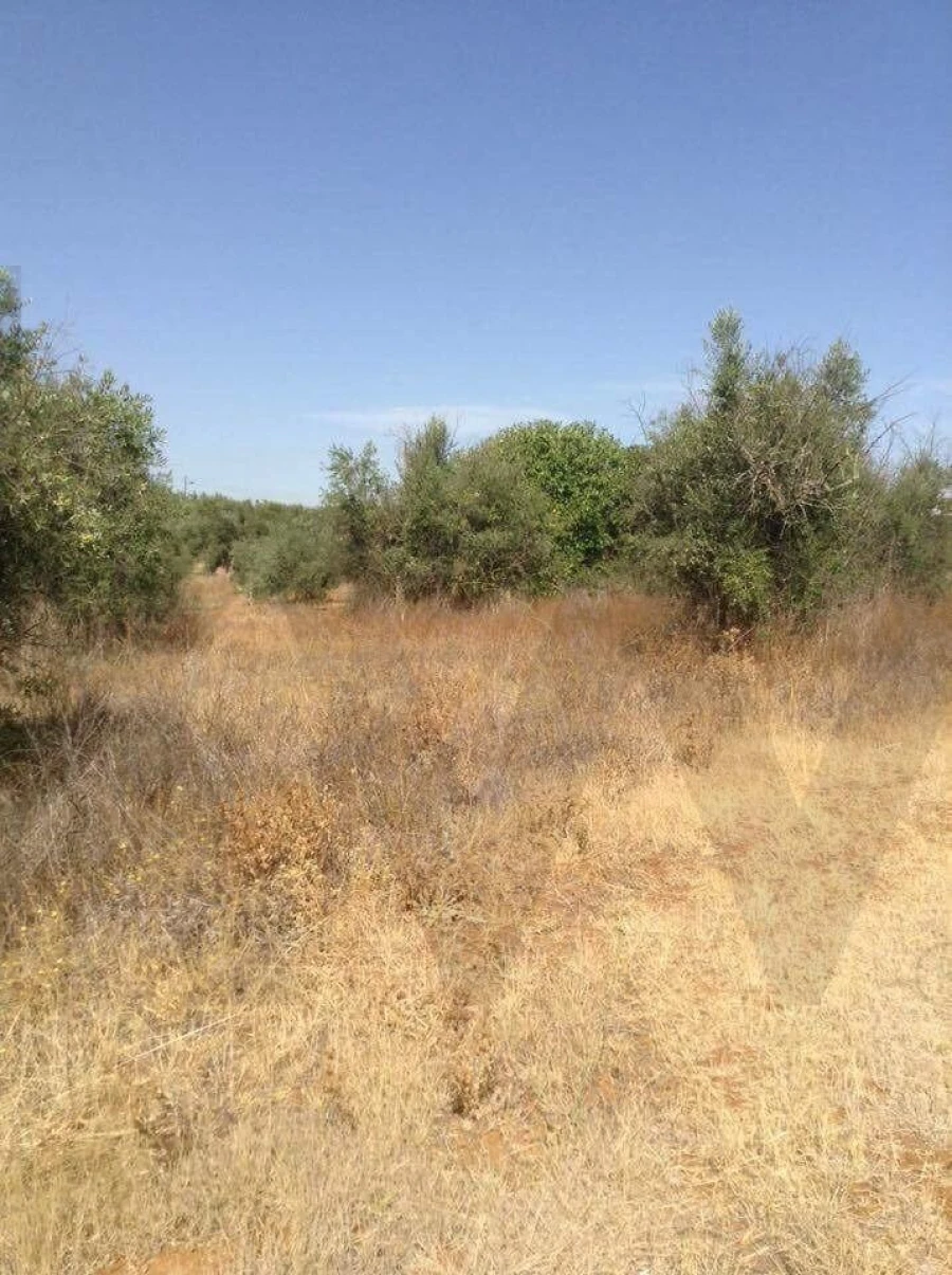 Terreno para Venda em Alagoa Foto 5
