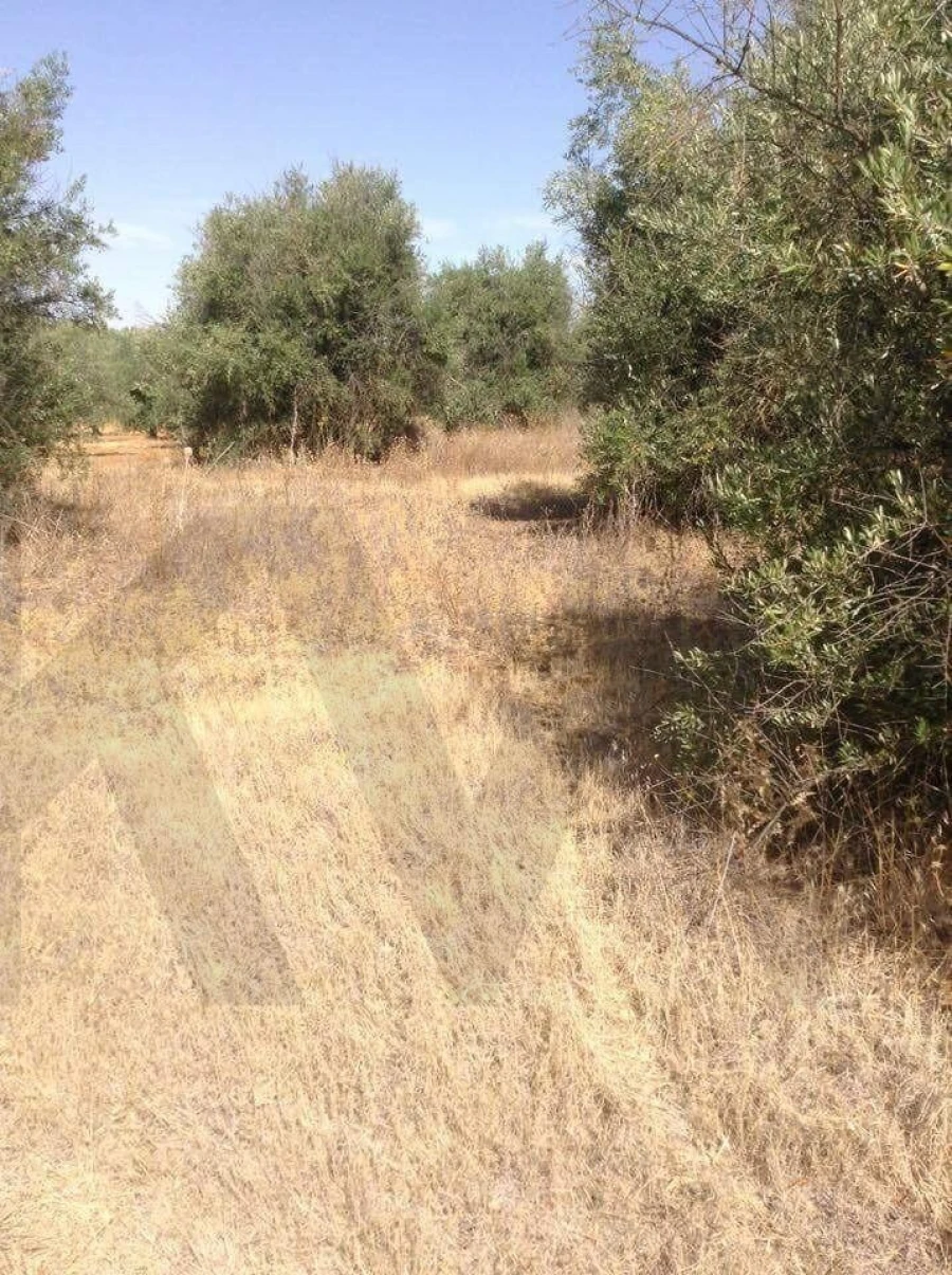 Terreno para Venda em Alagoa Foto 11