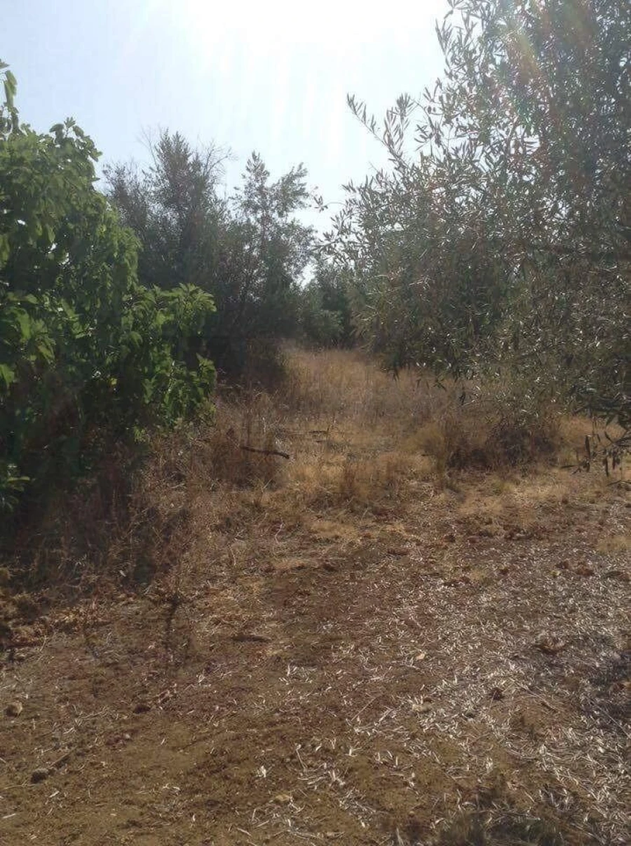 Terreno para Venda em Alagoa Foto 12