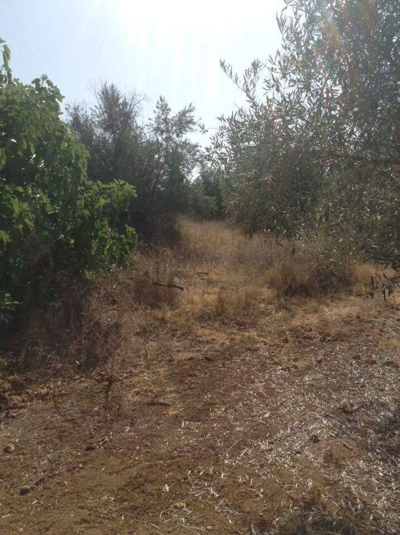 Terreno para Venda em Alagoa Foto 12