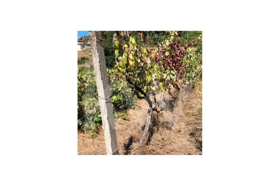 Terreno para Venda em Cerva e Limões Foto 14