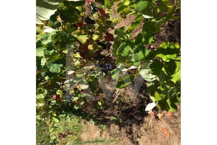 Terreno para Venda em Cerva e Limões Foto 13