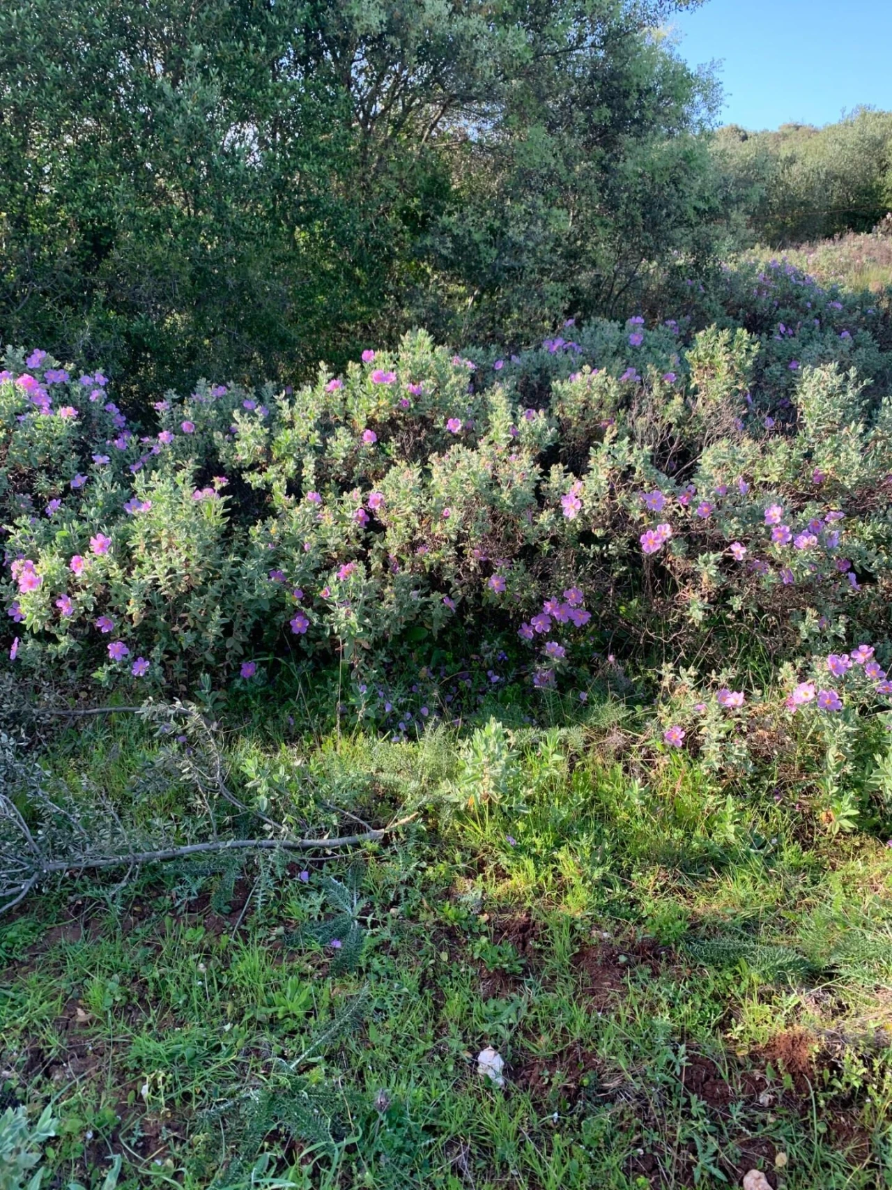 Terreno para Venda em Monsanto Foto 5
