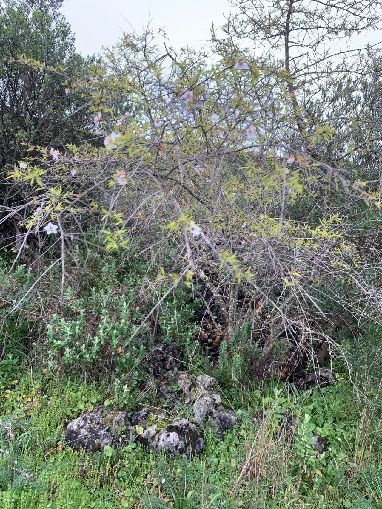 Terreno para Venda em Monsanto Foto 6