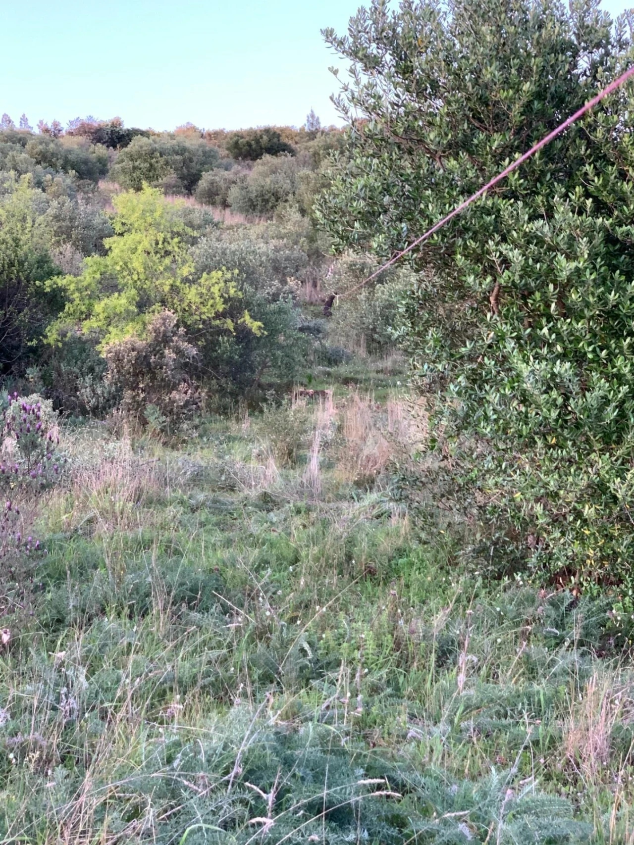Terreno para Venda em Monsanto Foto 20