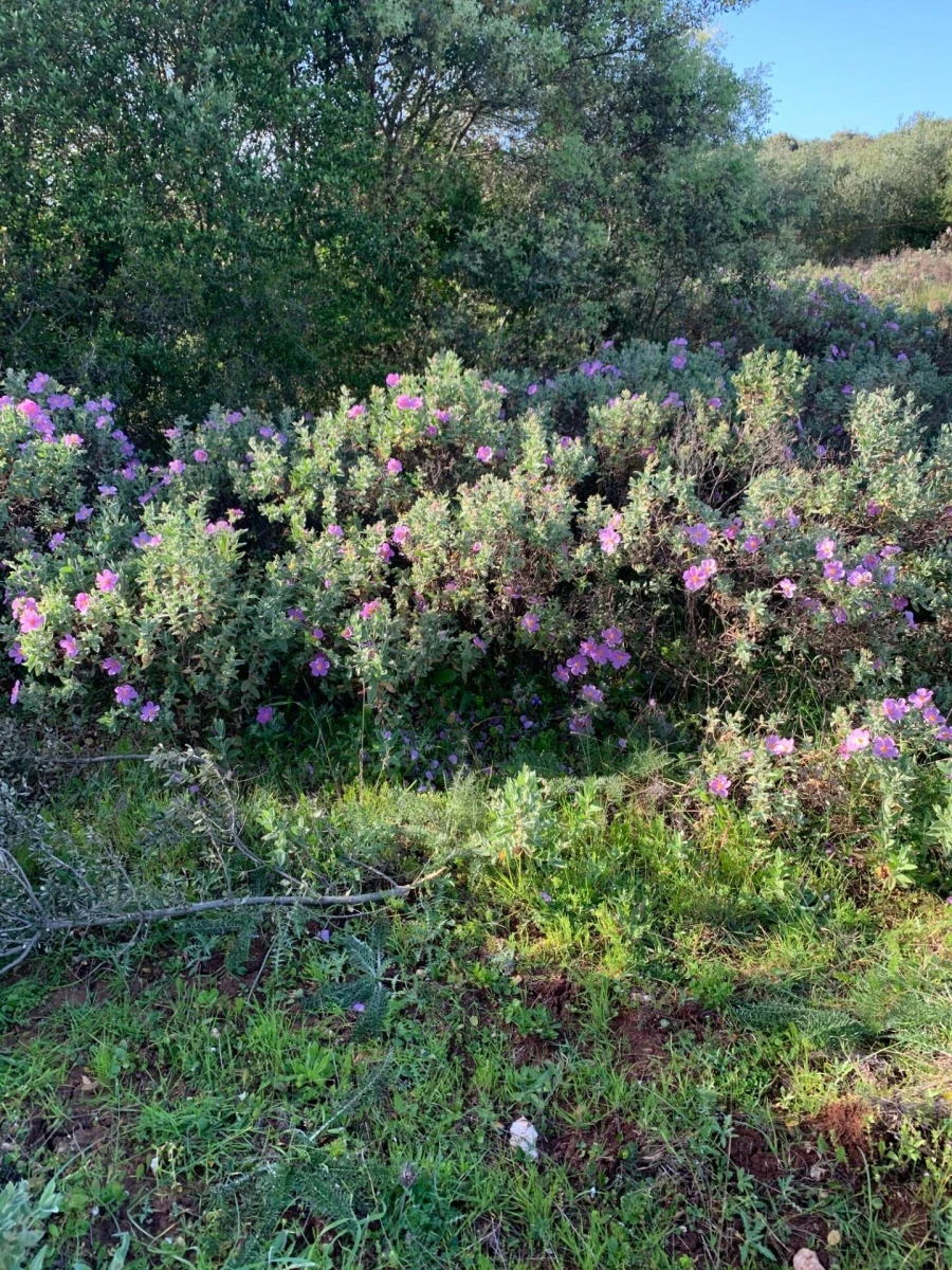 Terreno para Venda em Monsanto Foto 5
