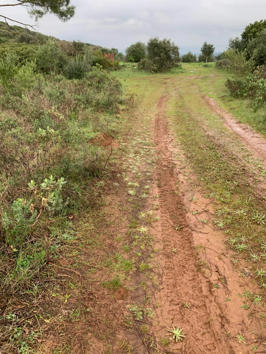 Terreno para Venda em Monsanto Foto 22