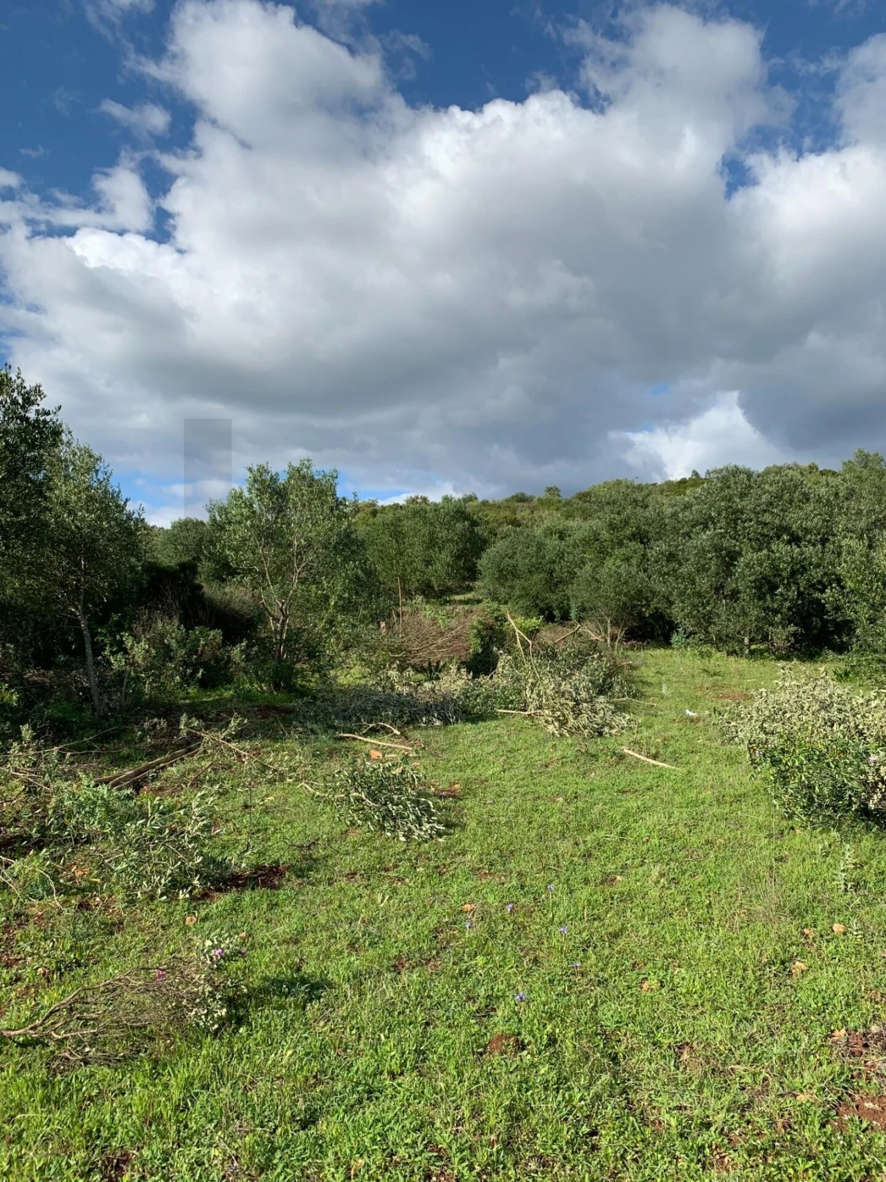 Terreno para Venda em Monsanto Foto 2