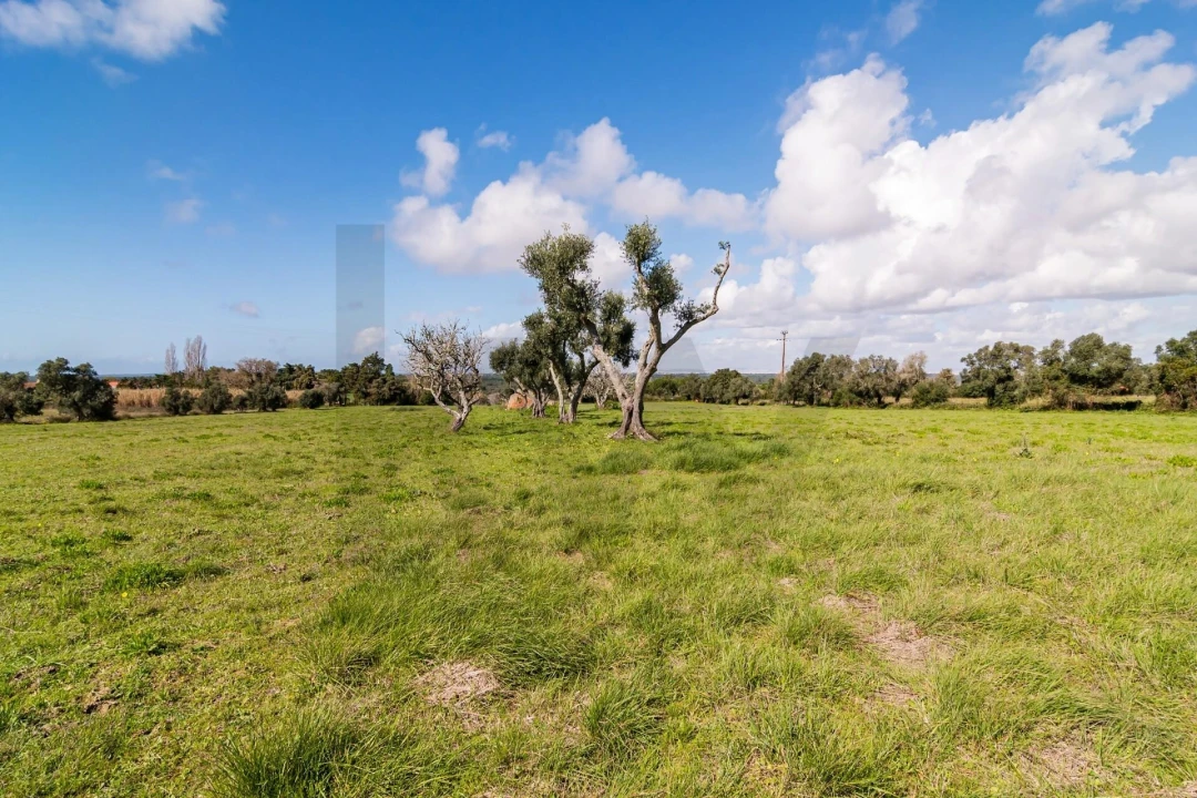 Terreno para Venda em Azeitão (São Lourenço e São Simão) Foto 6