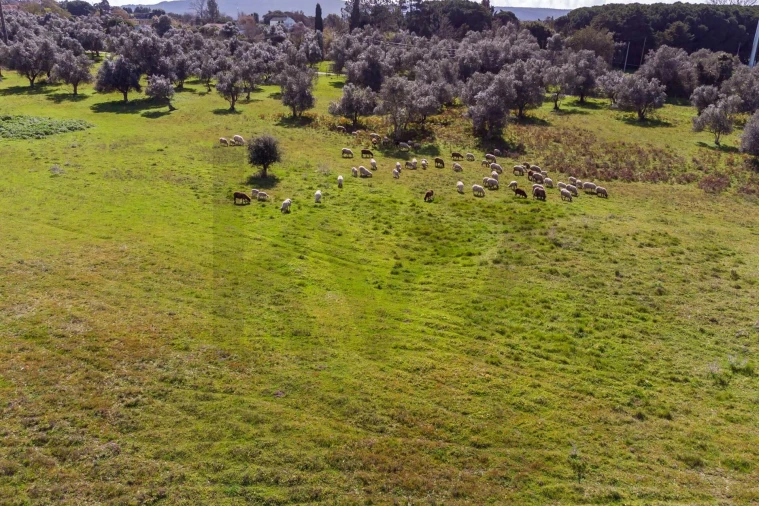 Terreno para Venda em Azeitão (São Lourenço e São Simão) Foto 12